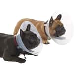 狗帶 狗胸帶 狗雨衣 Buster 短吻犬種專用頸圈套裝 E-Collar for Brachycephalic Breeds Starter Set 細碼 (273504)