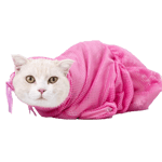 其他 洗澡神器 貓咪多功能洗貓袋 (顏色隨機)