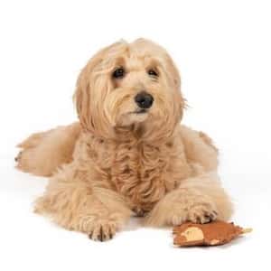 日本FAD 狗狗牛皮+棉質手製玩具 鴕鳥 一個入 (圖片3)