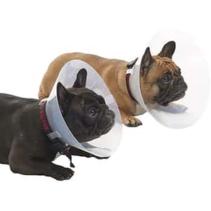 Buster Buster 短吻犬種專用頸圈套裝 E-Collar for Brachycephalic Breeds Starter Set 細碼 (273504)