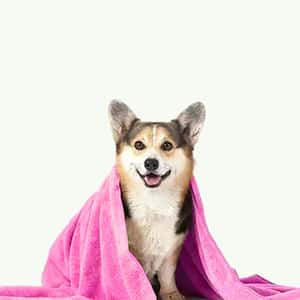 寵物冬天必備 珊瑚絨小被被 顏色隨機 70*100 (貓犬用) (圖片3)