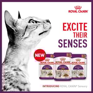 Royal Canin 法國皇家 貓濕糧 貓感系列 主食濕糧 (肉汁) SENSORY 混合裝(肉香鮮味各四包) 85g x 12 (3168300) (圖片3)