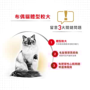 Royal Canin 貓糧 法國皇家貓糧 純種系列 布偶成貓專屬配方 RD 10kg (2515100010) (圖片3)
