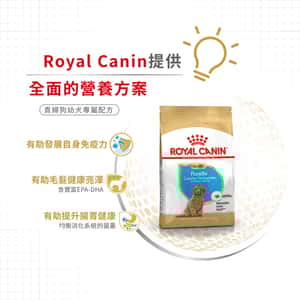 Royal Canin 狗糧 法國皇家狗糧 純種系列 貴婦狗幼犬專屬配方 貴婦幼犬糧 PDJ 3kg (2576700) (圖片5)
