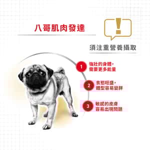 Royal Canin 狗糧 法國皇家狗糧 純種系列 八哥成犬專屬配方 PUG 3kg (2557300) (圖片4)