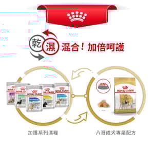 Royal Canin 狗糧 法國皇家狗糧 純種系列 八哥成犬專屬配方 PUG 1.5kg (2557000) (圖片7)