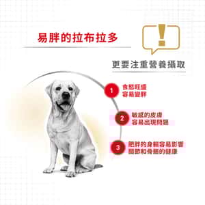 Royal Canin 狗糧 法國皇家狗糧 純種系列 拉布拉多成犬專屬配方 拉布拉多成犬糧 LBD30 12kg (2555400) (圖片4)