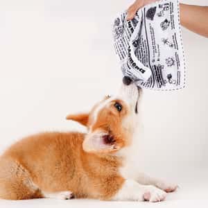 HelloDOG 狗玩具 HelloDOG 玩具嚴選 寵物響紙自嗨撕咬發聲玩具 報紙 1件