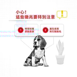 Royal Canin 狗糧 法國皇家狗糧 中型犬皮膚舒緩加護配方 DCME 12kg (3053000) (圖片3)
