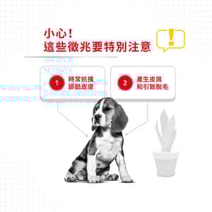 Royal Canin 狗糧 法國皇家狗糧 中型犬皮膚舒緩加護配方 DCME 3kg (2719200) (圖片4)