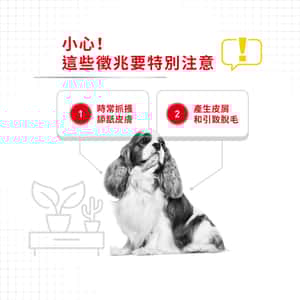 Royal Canin 狗糧 法國皇家狗糧 加護系列 小型犬皮膚舒緩加護配方 小型犬皮膚敏感專用配方 DCMI 3kg (2720600) (圖片4)