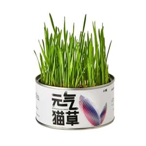 木天蓼 貓草 貓玩具 PETKIT 元氣貓草罐 (pks1t)