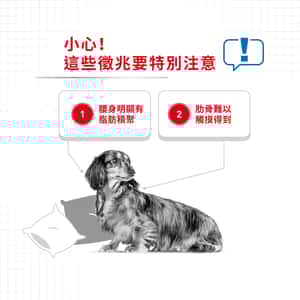 Royal Canin 狗糧 法國皇家狗糧 加護系列 小型犬體重控制加護配方減肥糧 LWMI 3kg (2796600) (圖片4)