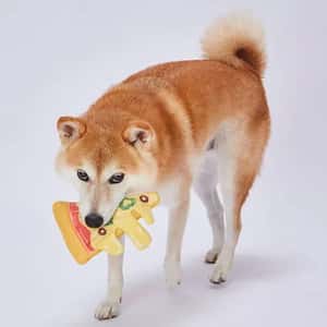 Petio Ethical Door 笛子發聲狗玩具 薄餅 (91603350) (圖片4)