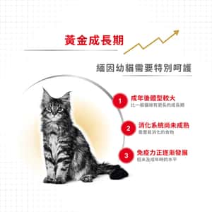 Royal Canin 貓糧 法國皇家貓糧 純種系列 緬因幼貓專屬配方 KMCO 2kg (R448637) (圖片4)