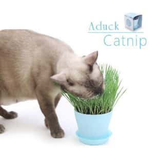 Aduck 玩具嚴選 Catnip DIY 種植天然吐毛球小麥草套裝 (圖片3)