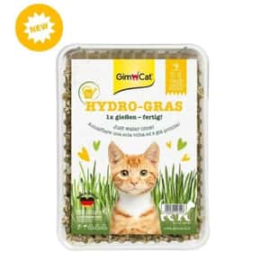 木天蓼 貓草 貓玩具 Gim Cat (黃盒) 簡易種植貓草 150g