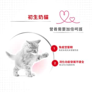 Royal Canin 法國皇家 FHN 初生貓營養奶粉 300g BCM 300 (4023800) (圖片4)