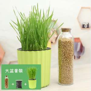 貓咪保健用品推薦：DIY 種植天然吐毛球小麥草套裝 (大盆)