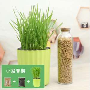 貓咪保健用品推薦：DIY 種植天然吐毛球小麥草套裝 (小盆)