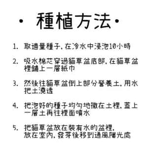 DIY 種植天然吐毛球小麥草套裝 (小盆) (圖片3)