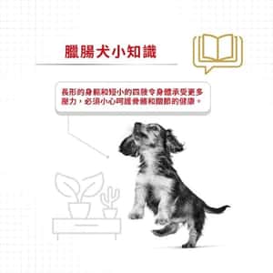 Royal Canin 法國皇家 狗濕糧 臘腸狗成犬專屬主食濕糧 (肉塊) 85g (圖片4)