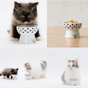 日本猫壱 necoichi ペット 陶瓷高腳寵物小型點心碗 (水玉波點款) (貓犬用) DC-0706-01 (圖片3)