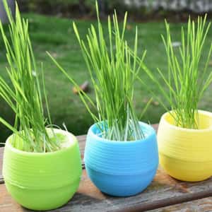 貓咪去毛球 貓咪保健用品 貓咪化毛球 環保水培貓草 矮身瓶 (顏色隨機)