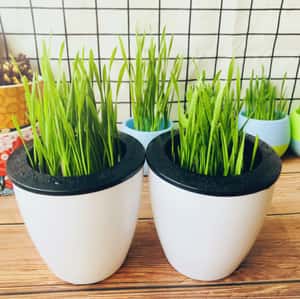 貓咪去毛球 貓咪保健用品 貓咪化毛球 環保水培貓草 黑白色盤