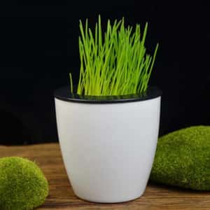 貓咪化毛球 環保水培貓草 黑白色盤 (圖片3)