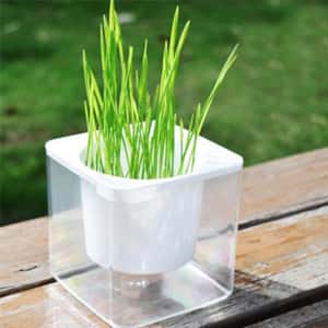 貓咪去毛球 貓咪保健用品 貓咪化毛球 環保水培貓草 正方形盤 (顔色隨機)