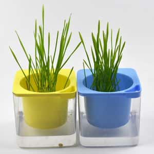 貓咪化毛球 環保水培貓草 正方形盤 (顔色隨機) (圖片3)