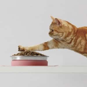 日本直送 NYANTA/GONTA CLUB 吸盤型寵物糧食碗 (顏色隨機) (貓犬用) (圖片3)