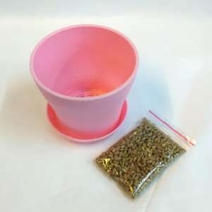 貓咪保健用品推薦：DIY 有機高級貓草套裝 粉紅