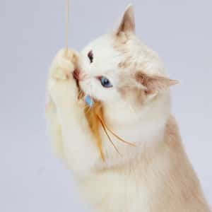 日本Petio 軟棉棉蜻蜓貓咪逗貓棒 (圖片3)