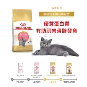 Royal Canin 法國皇家 貓糧 Royal Canin 貓糧 法國皇家貓糧 純種系列 英國短毛幼貓專屬配方 KBSH38 2kg (2519900)