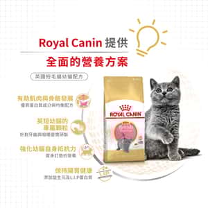 Royal Canin 貓糧 法國皇家貓糧 純種系列 英國短毛幼貓專屬配方 KBSH38 2kg (2519900) (圖片4)