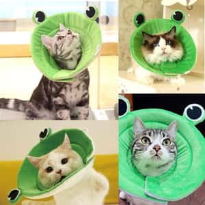 寵物超可愛防咬頸圈 大眼青蛙 XL碼 (圖片3)