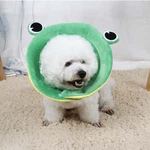 寵物超可愛防咬頸圈 大眼青蛙 XL碼 (圖片4)