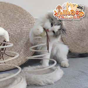 其他 貓玩具 HelloDOG 貓玩具 彈簧瘋狂逗貓玩具麻球 1件 (隨機款)