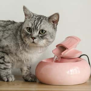 寵物飲水機 電動自動循環 陶瓷飲水器 (顏色隨機) (圖片3)