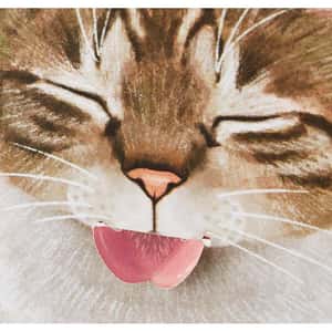 日本貓部NEKOBU 超可愛貓咪伸脷利是封 一套八個 (圖片3)