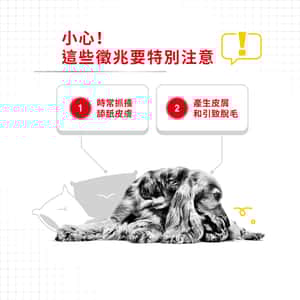 Royal Canin 法國皇家 狗濕糧 成犬皮膚舒緩加護主食濕糧 (肉塊) 85g (圖片4)