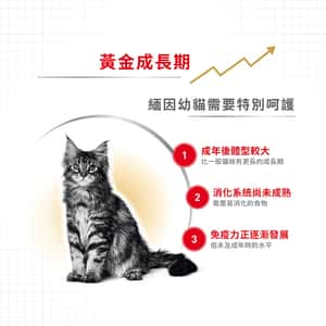 Royal Canin 貓糧 法國皇家貓糧 純種系列 緬因幼貓專屬配方 KMCO 10kg (2521100) (圖片4)
