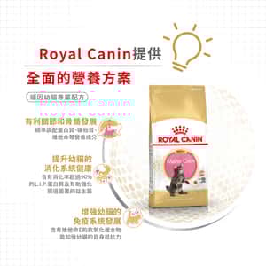 Royal Canin 貓糧 法國皇家貓糧 純種系列 緬因幼貓專屬配方 KMCO 10kg (2521100) (圖片5)