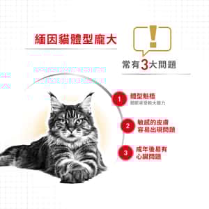 Royal Canin 貓糧 法國皇家貓糧 純種系列 緬因成貓專屬配方 10kg (2550100010) (圖片7)