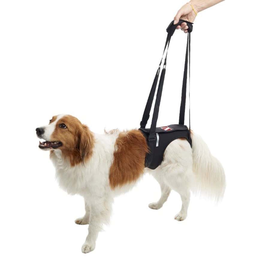 KRUUSE 犬用輔助步行掛帶 後腿 LRehab Lifting Harness for Hind Legs (161588) (圖片2)
