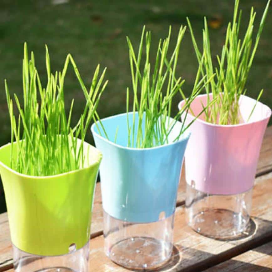 貓咪化毛球 環保水培貓草 高身瓶 一個裝 (顏色隨機) (圖片2)