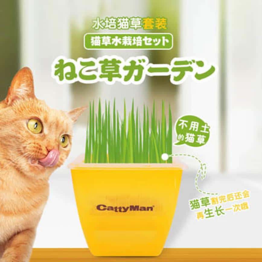 DoggyMan 健康水培貓咪小麥草去毛球套裝 (圖片2)